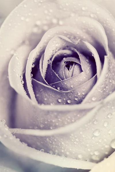 Τριαντάφυλλο με σταγόνες — Φωτογραφία Αρχείου