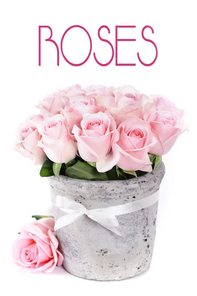 Rosas en una olla —  Fotos de Stock