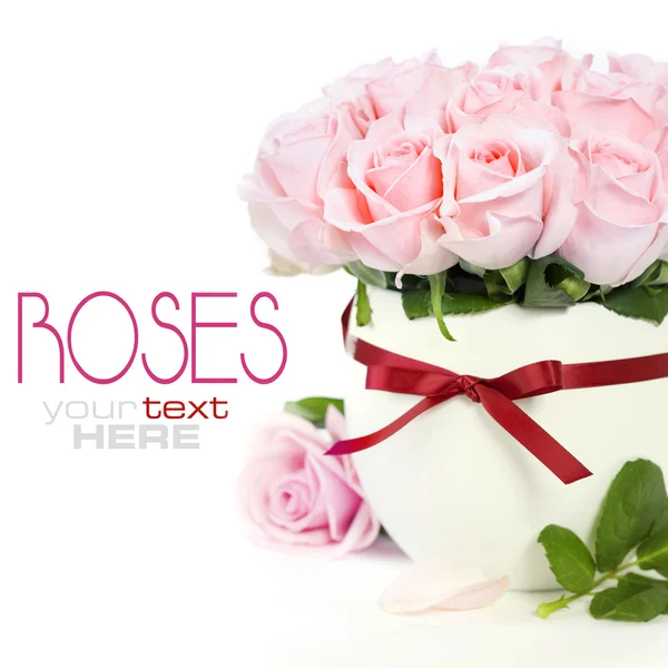 Růže v květináči — Stock fotografie
