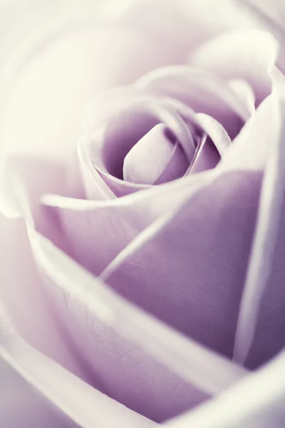 Rose rose béatifique — Photo