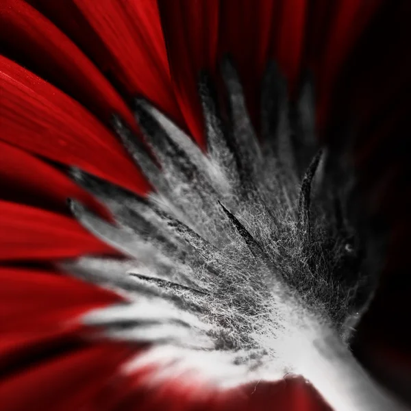 红色雏菊 — 图库照片