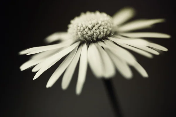 雏菊 (黑色和白色的图像) — 图库照片