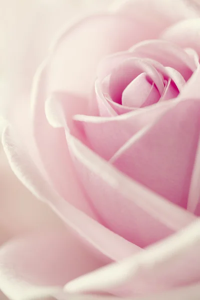 Belle rose — Photo
