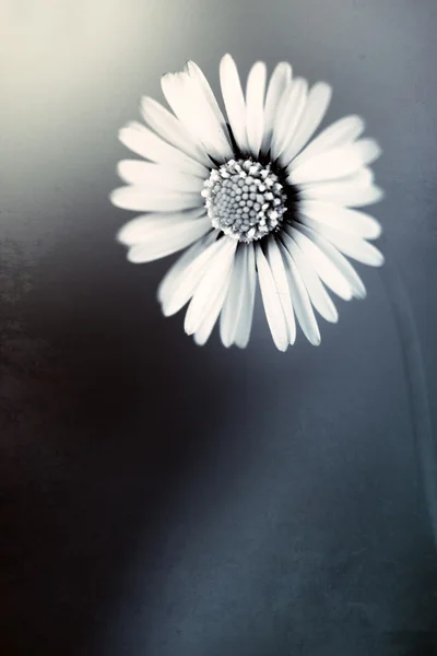 Beautiful Daisy — Stock Photo, Image