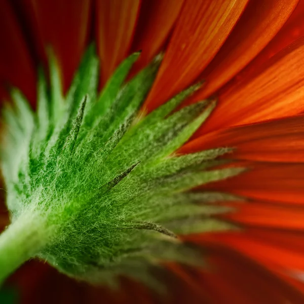 Röd daisy — Stockfoto