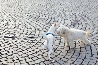 Dışarıda oynarken iki beyaz sevimli köpek fotoğrafı