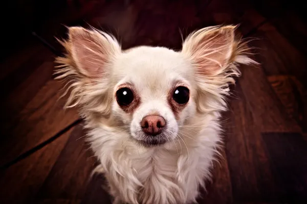 stock image Funny small dog with big eyes and ears
