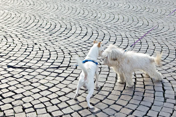 Photo of two white cute dogs outside playing — Stock Photo, Image