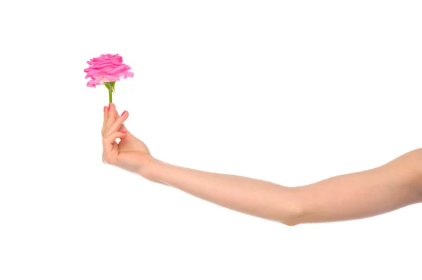 Main féminine avec rose rose — Photo