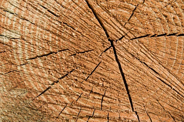 Inele din lemn — Fotografie, imagine de stoc