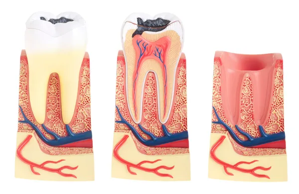 Anatomia dos dentes — Fotografia de Stock