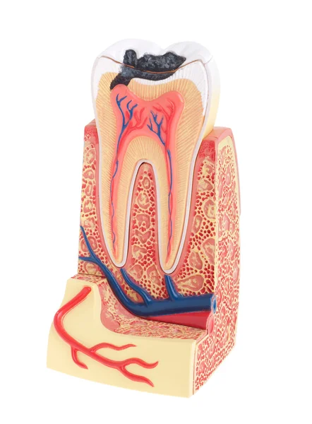 歯の解剖学 — ストック写真