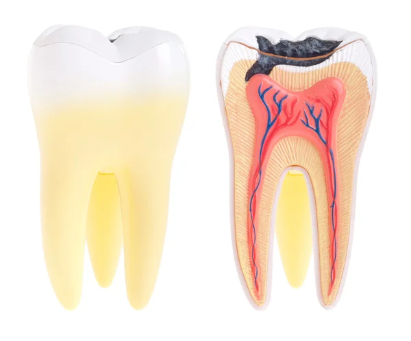 Anatomie des dents — Photo
