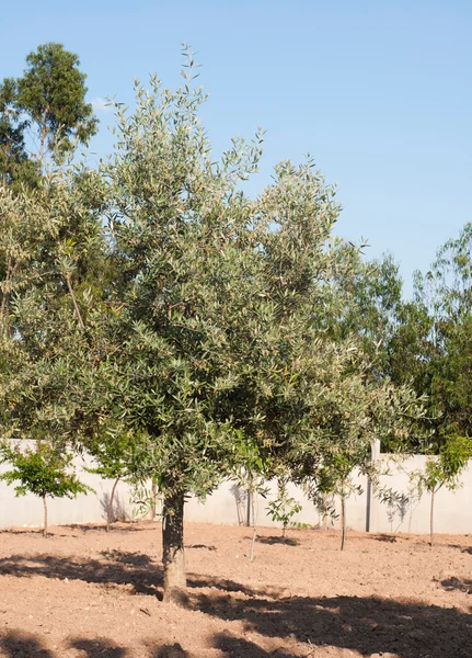 stock image Olive tree