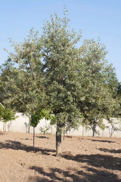Оливкове дерево — стокове фото