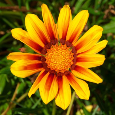 Gazania