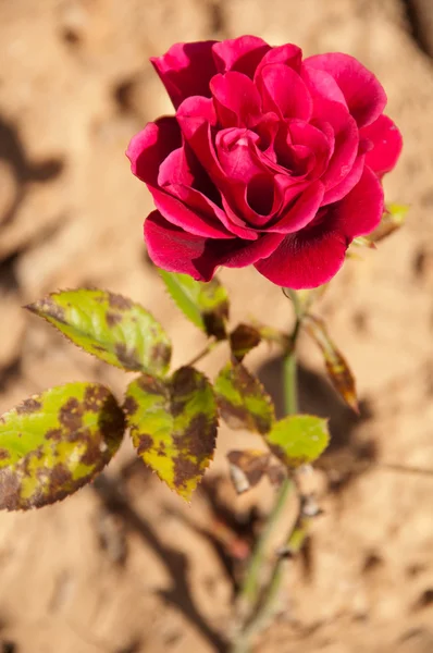 Rosa escuro — Fotografia de Stock