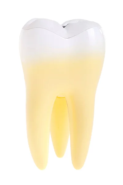 Modello di dente — Foto Stock