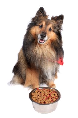 Dog sitting with food bowl clipart