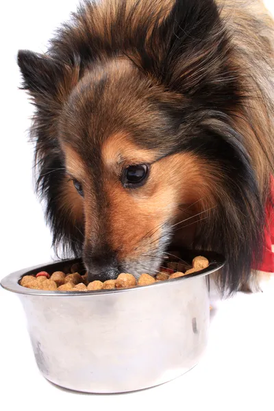 Собака ест пищу из миски — стоковое фото