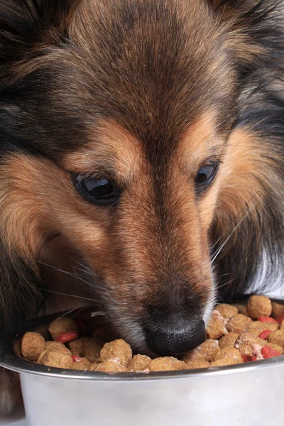 Cane che mangia cibo da una ciotola — Foto Stock