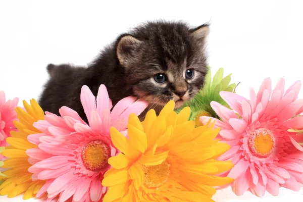 Kitten and daisies — Stock Photo, Image