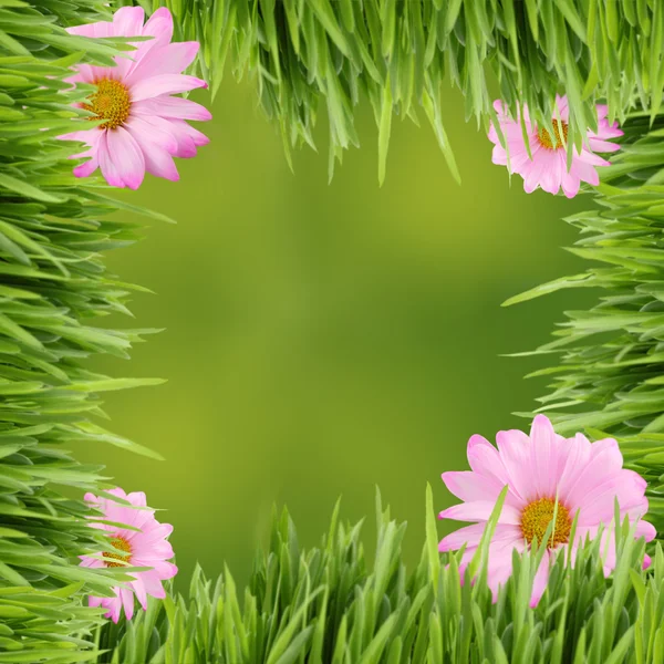 绿色和粉色雏菊背景或边框 — 图库照片