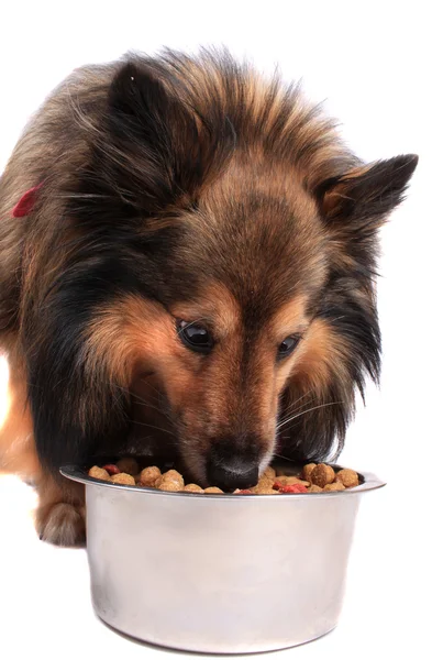 Cão comendo fora de tigela de comida — Fotografia de Stock