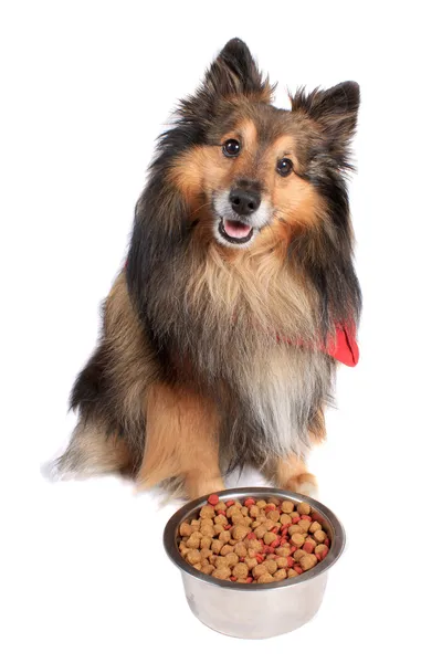 Собака сидить з мискою для їжі — стокове фото