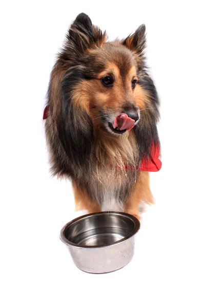Dog licking withwater bowl — Stock Photo, Image