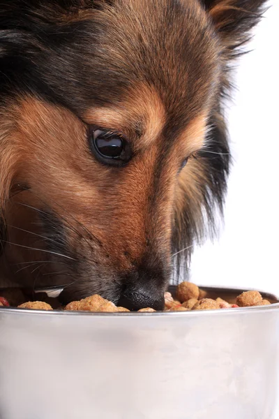 Cão comendo comida de uma tigela — Fotografia de Stock