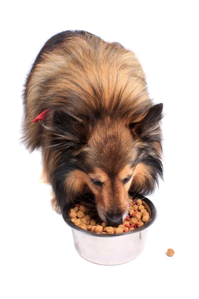 Cão comendo comida de uma tigela — Fotografia de Stock