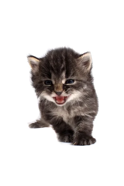 Four week old kitten meow — Stock Photo, Image