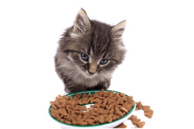 Kitten eating hard food clipart