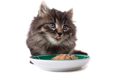 Kitten eating soft food clipart