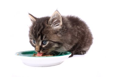 Kitten eating soft food clipart