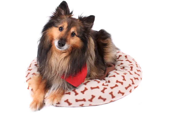 Hond tot in pluche bed — Stockfoto
