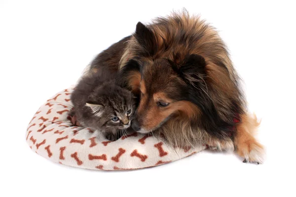 Кошка и собака вместе — стоковое фото
