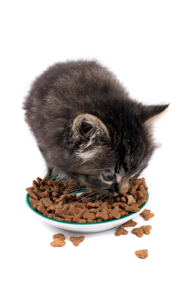 Gatinho comendo comida dura — Fotografia de Stock