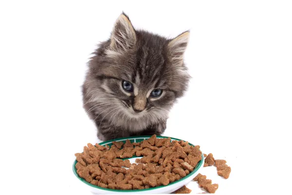 小猫吃硬的食物 — 图库照片