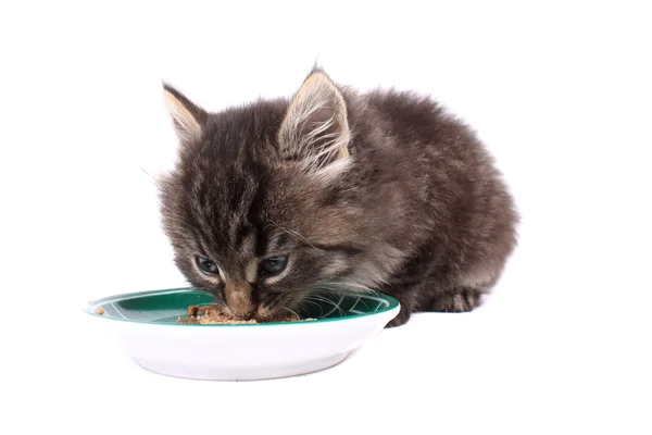Yavru kedi yumuşak yemek yeme — Stok fotoğraf