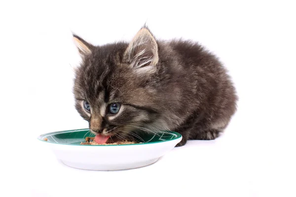 Котёнок ест мягкую пищу — стоковое фото