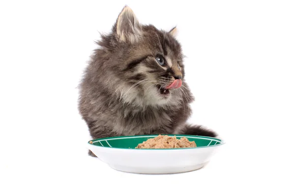 Yavru kedi yumuşak yemek yeme — Stok fotoğraf