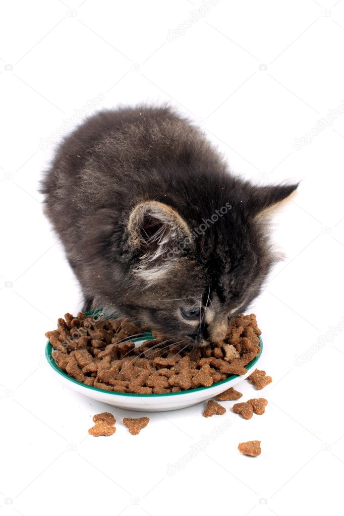 Zor yemek yiyen kedi yavrusu — Stok Foto © gvictoria 5490372