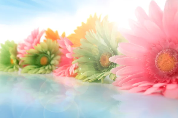 Colorful gerberas with sun spots — Stock Photo, Image