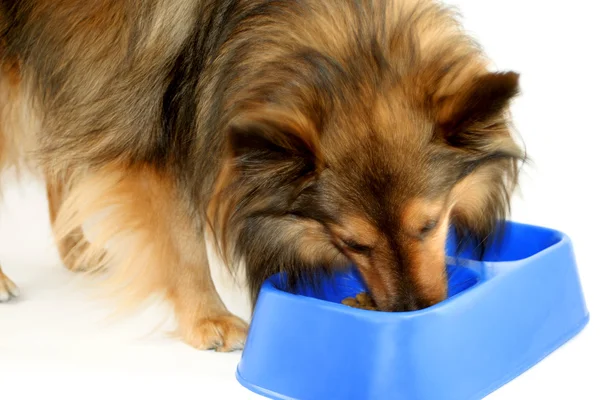 Jedzenie psów — Zdjęcie stockowe