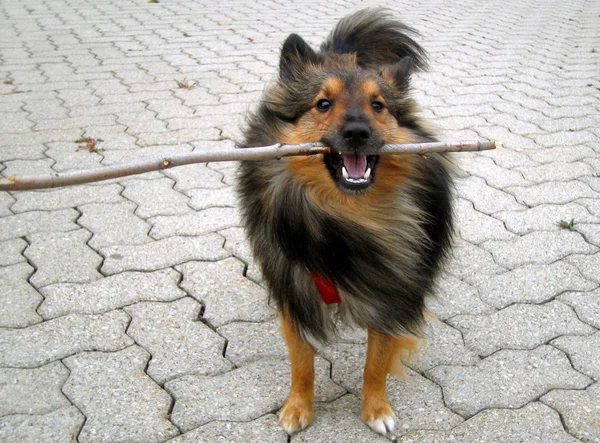Doggy stick — Stockfoto