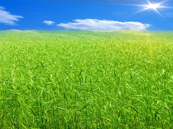 Рассвет на пшеничном поле — стоковое фото