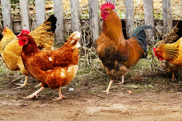 Aves gallinas polla camino primavera —  Fotos de Stock