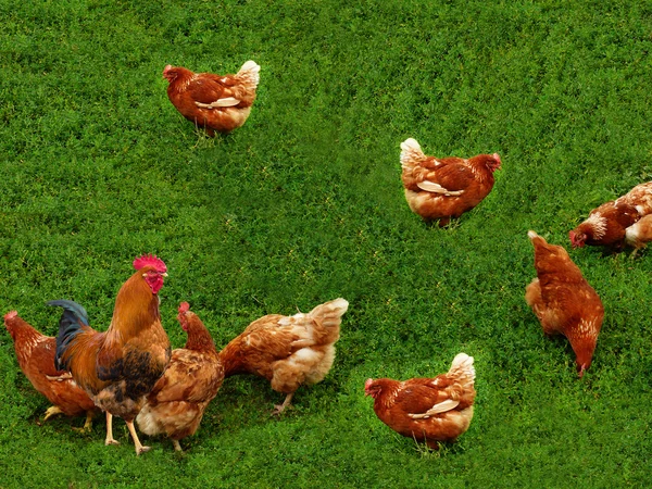 Vögel Hühner Hahn Gras — Stockfoto